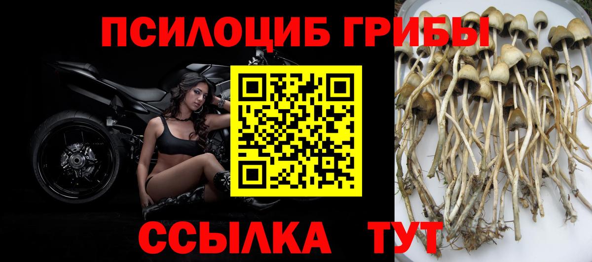 Гатчина  Псилоцибиновые грибы GOLDEN TEACHER  где найти   Галлюциногенные грибы GOLDEN TEACHER  Вход с VPN 